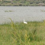 Ave en el Embalse de Santillana Madrid