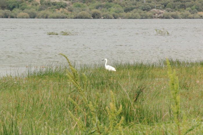 Ave en el Embalse de Santillana Madrid