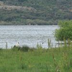 Ave en el Embalse de Santillana Manzanares el Real