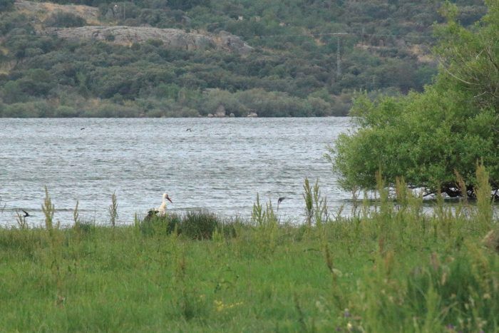 Ave en el Embalse de Santillana Manzanares el Real