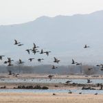 Aves volando en el Embalse de Santillana en febrero de 2022