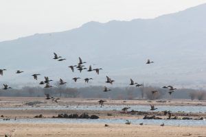 Aves volando en el Embalse de Santillana en febrero de 2022