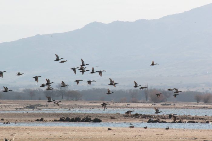 Aves volando en el Embalse de Santillana en febrero de 2022