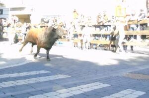 Toro en los encierros de Moralzarzal