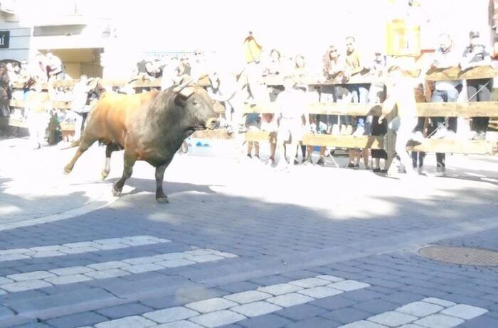 Toro en los encierros de Moralzarzal