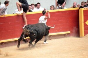 Toro corriendo tras un joven en la plaza de toros de Moralzarzal
