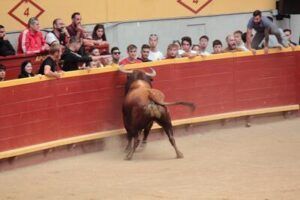 Toro al borde de la barrera de la plaza de toros de Moralzarzal