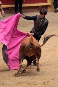 Joven toreando una vaquilla en la plaza de toros de Moralzarzal