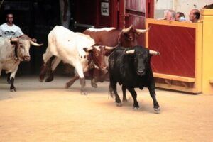 Encierros, plaza de toros de Moralzarzal