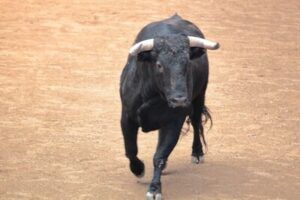 Toro en los encierros Moralzarzal