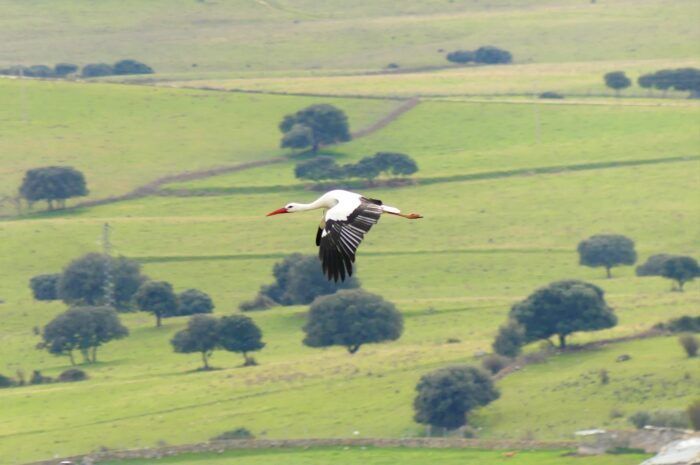 Cigüeña volando ante la extensa dehesa de Navalvillar