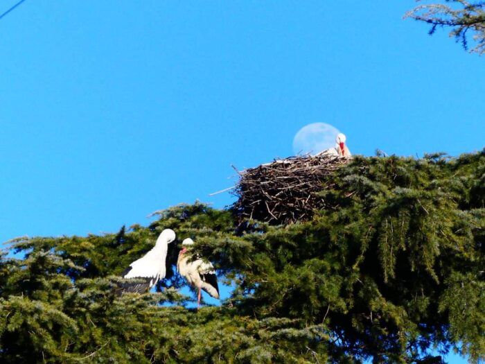 Cigüeñas en el parque Santiago Esteban Junquer con la luna llena