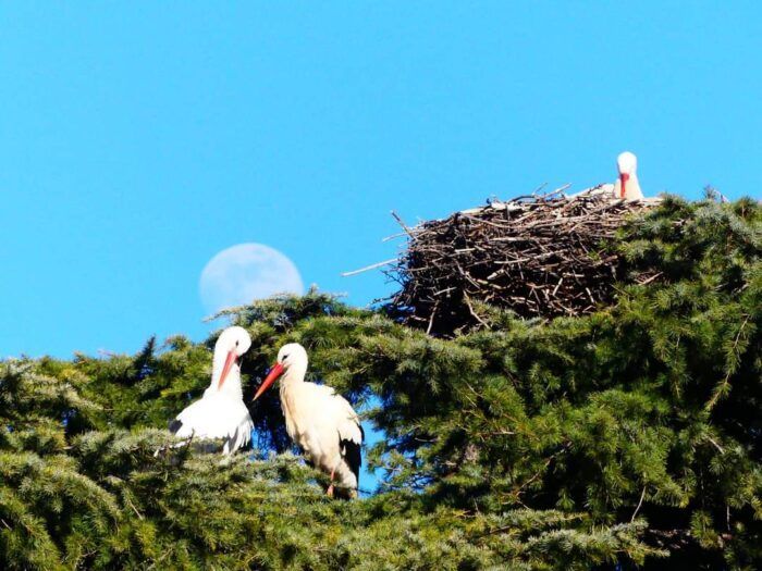 Cigüeñas en el parque Santiago Esteban Junquer con la luna llena_4