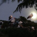 Lee más sobre el artículo Fotos de cigüeñas en Colmenar Viejo