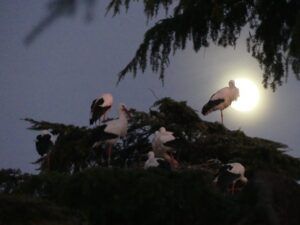 Cigüeñas en el parque Santiago Esteban Junquer con la luna llena_5