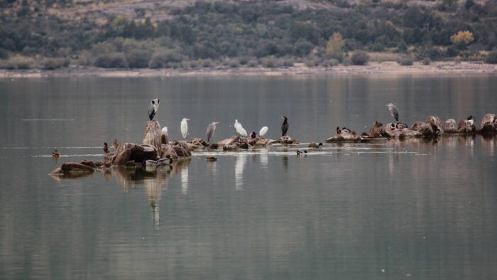 Cormoranes en el embalse de Santillana de Manzanares el Real