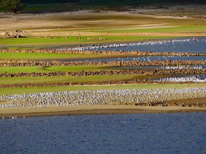 Gaviotas orillando en el embalse de Santillana