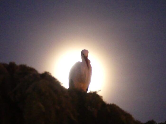 Los niños vienen de la luna... de miel