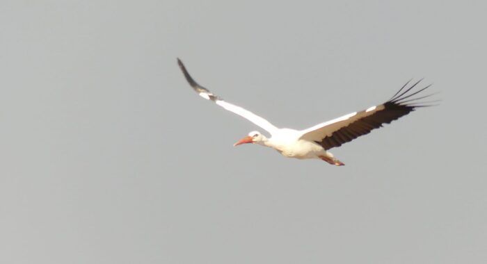 Otra cigüeña volando la extensa dehesa de Navalvillar