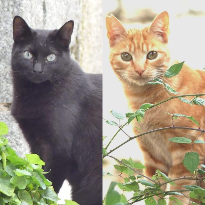 Vigilantes de El Boalo