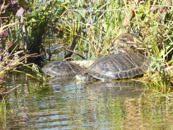Tortugas dandose un baño