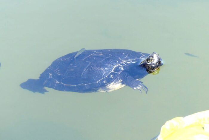 La tortuga al sol