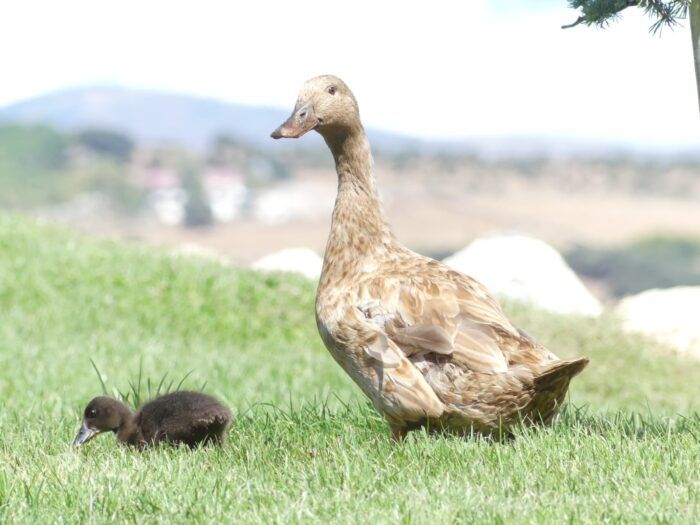 La dulce compañía de mamá pato y su patito