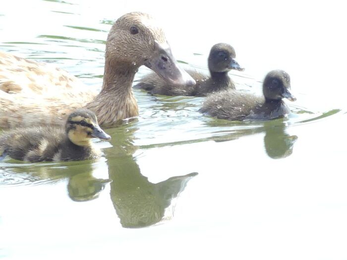 Mamá pato y sus patitos