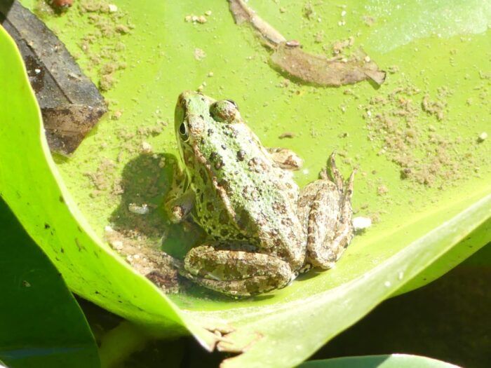 Flora y fauna del parque del Cerrillo