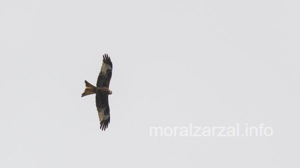 Águila Milano observando al fotógrafo en la zona de Matarrubia