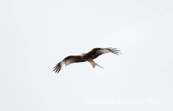 Águila Milano que sobrevuela los cielos de Moralzarzal