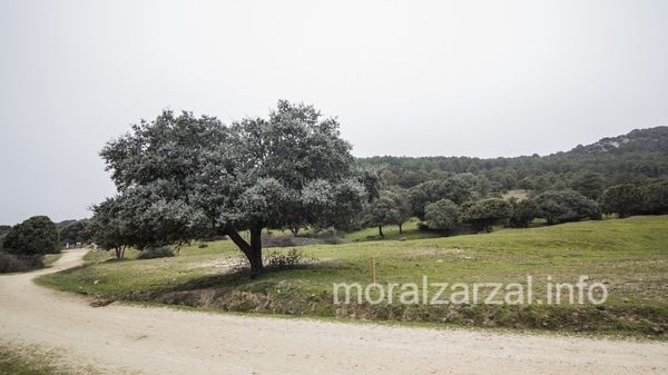 Caminio de alpedrete (Moralzarzal-Villalba)
