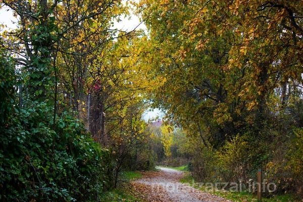Camino en otoño en los campos cercanos a Moralzarzal