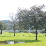 Lee más sobre el artículo Ladera Matarrubia: senderismo y naturaleza en Moralzarzal.