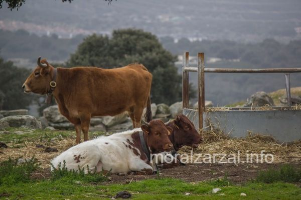Vacas en el camino de alpedrete (Moralzarzal-Villalba)