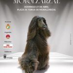 Lee más sobre el artículo Todo listo para el XI Concurso Nacional Canino en la Plaza de Toros de Moralzarzal