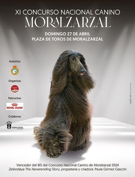 Imagen del vencedor del Bis Concurso Nacional Canino de Moralzarzal 2024