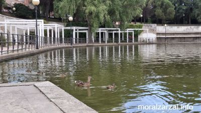Patos en el parque de la laguna del Carrizal de Villalba