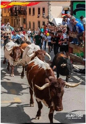 Cabestros en las Fiestas de Moralzarlal 2025