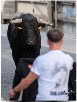 Mirada desafiante el toro frente al recortador en las calles de Moralzarzal