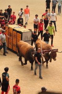 Bueyes trasladando un toro en la plaza de toros de Moralzarzal
